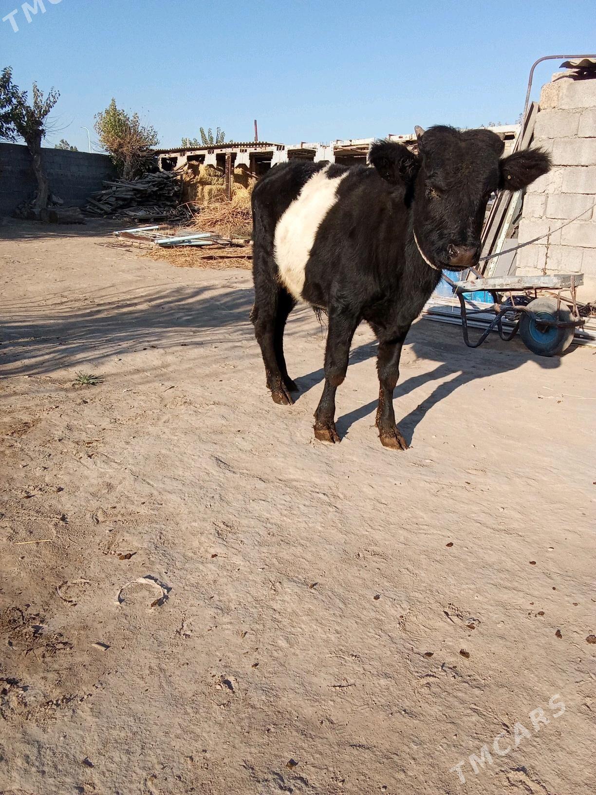 2 öküz - Бузмеин - img 4