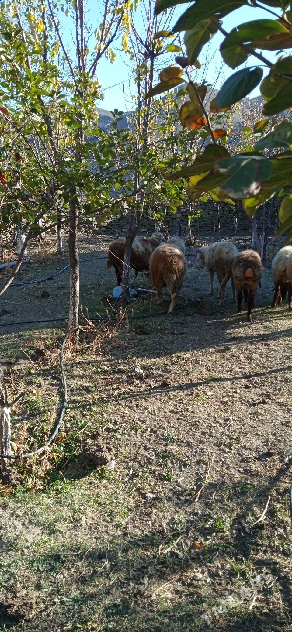 tokly - Бахарден - img 3