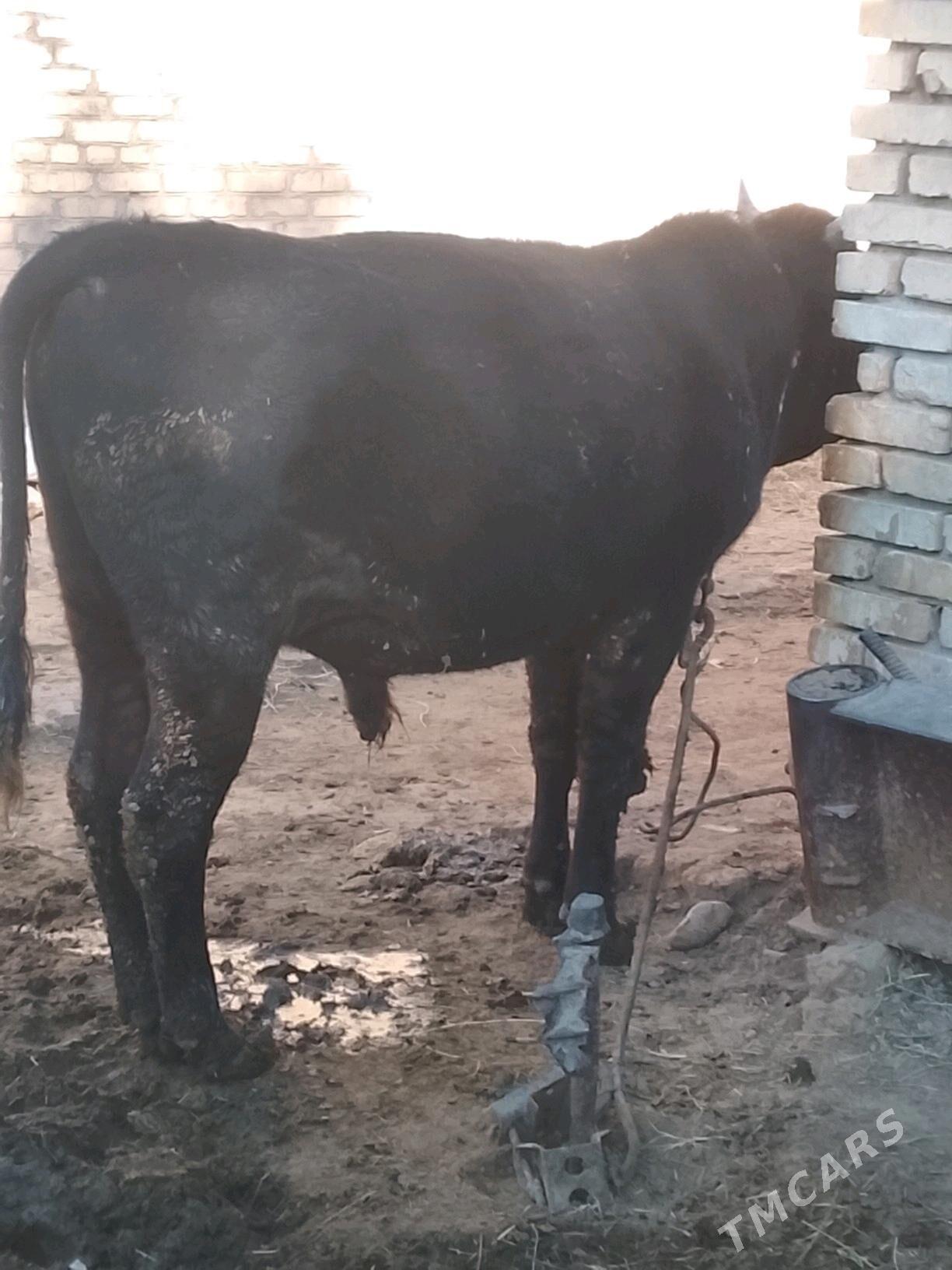 okuz - Sakarçäge - img 3