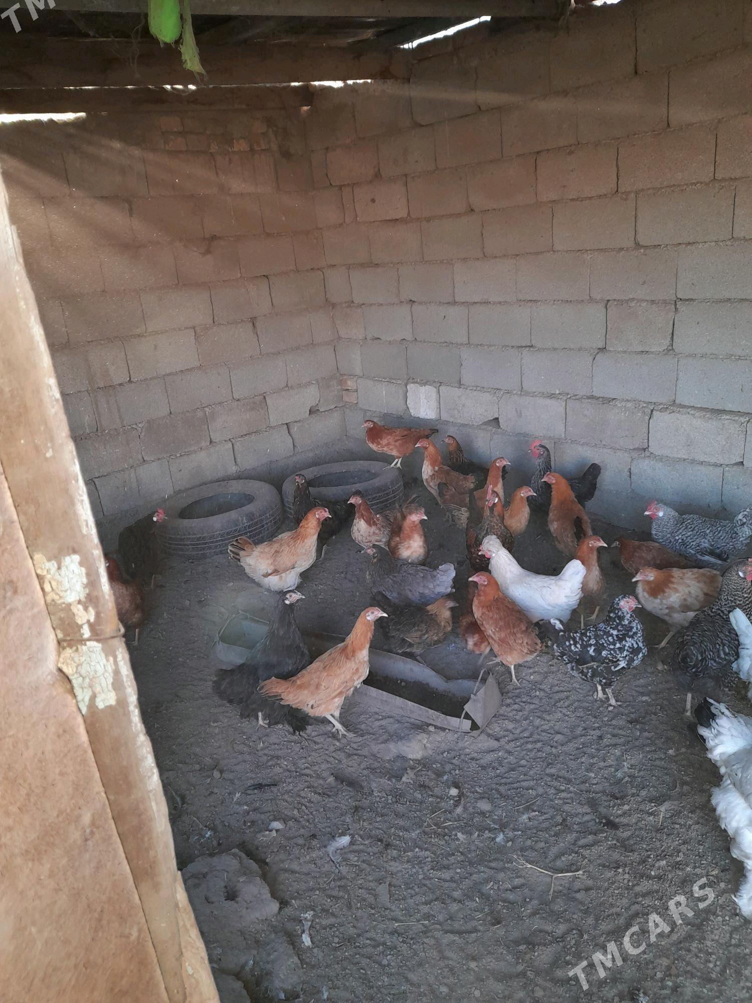 TOWUK - Gökje - img 1