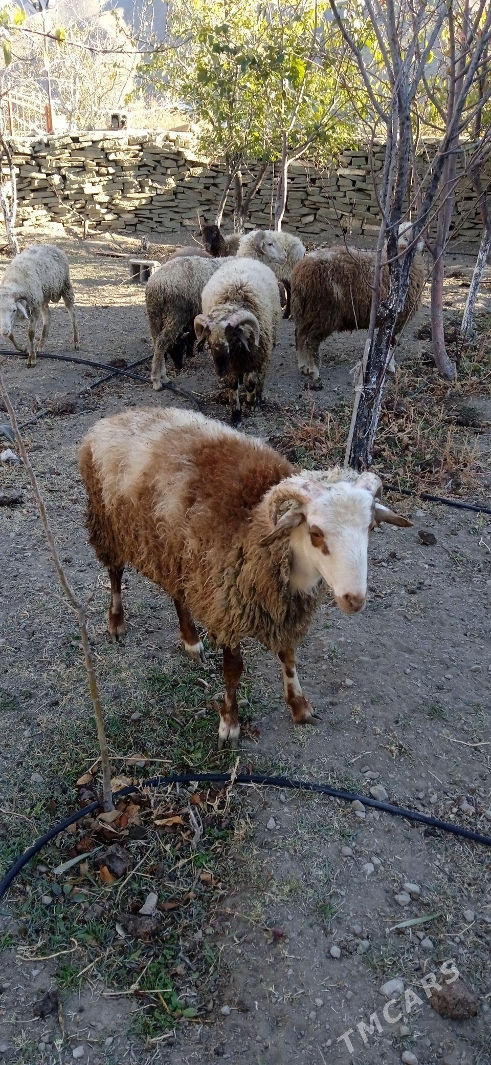 tokly - Бахарден - img 1