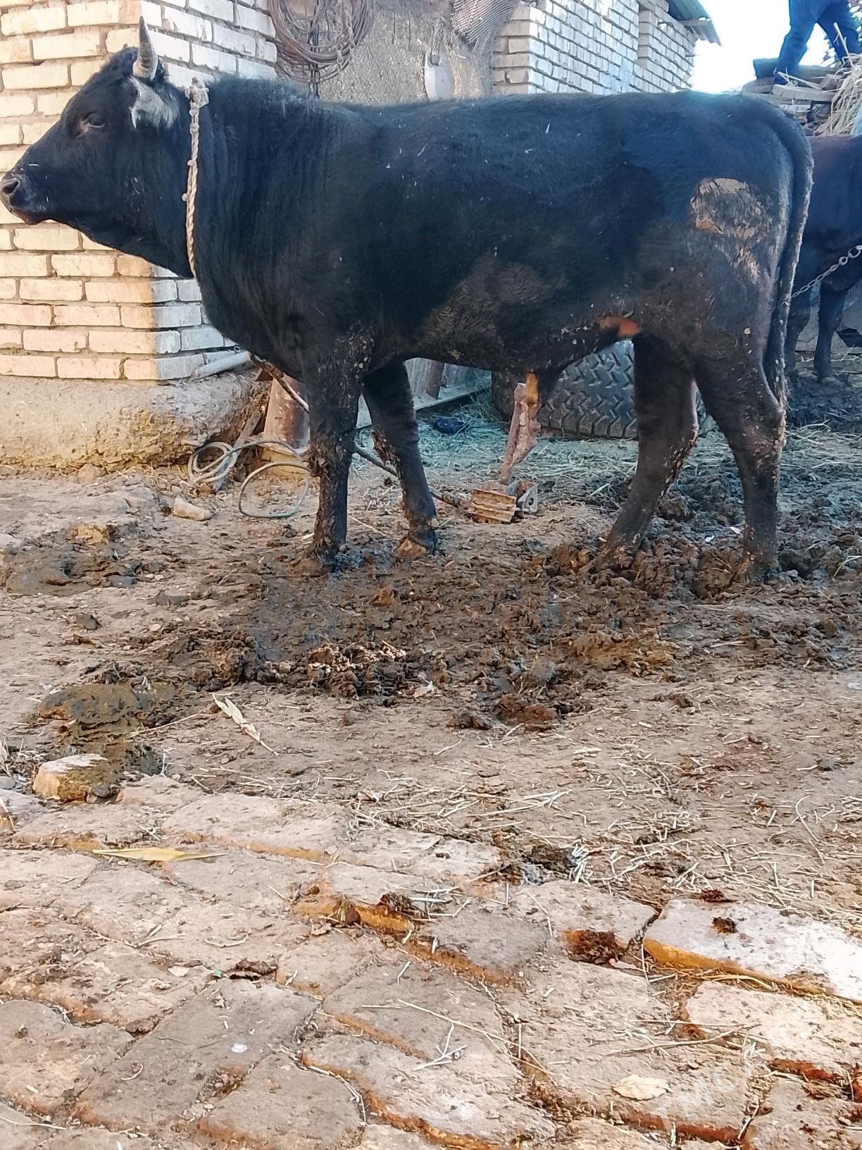 okuz - Sakarçäge - img 1