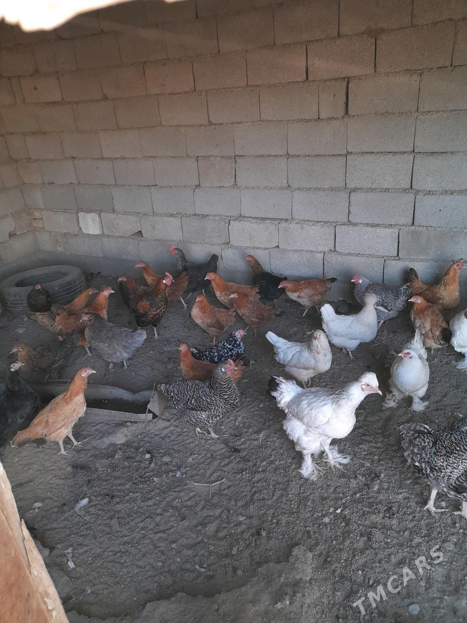 TOWUK - Gökje - img 2