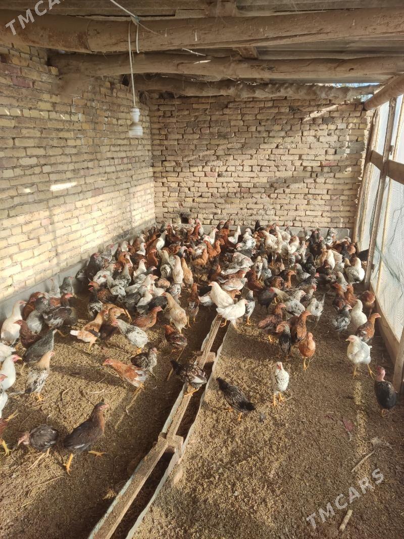 Jüje - Türkmenabat - img 1