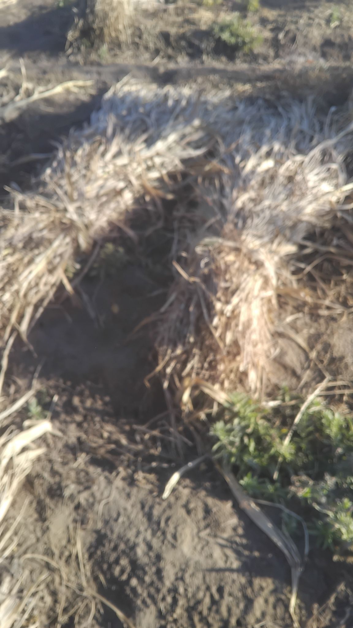 Mal oty.Jowen.Uly edip baglana - Daşoguz - img 2