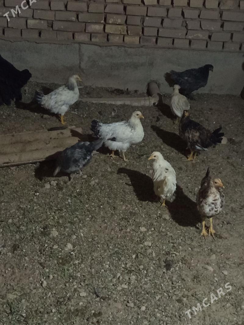 Towuk Arasaa - Мары - img 2