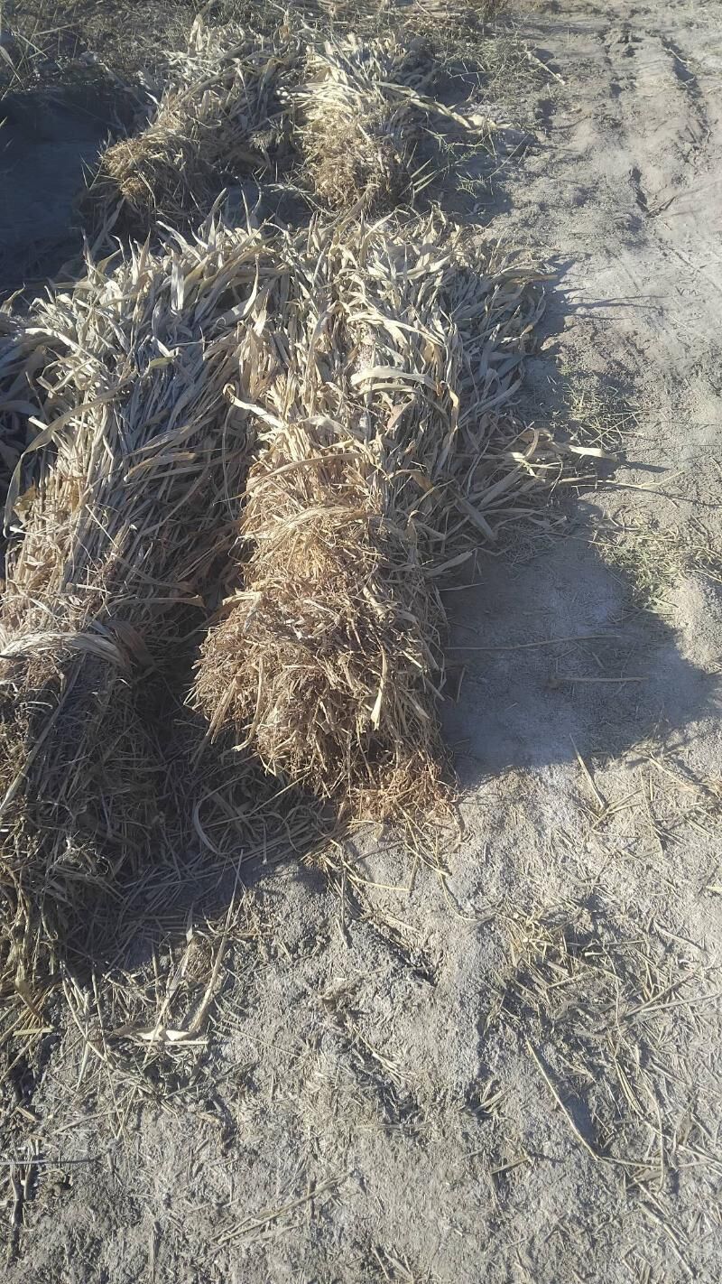 Mal oty.Jowen.Uly edip baglana - Daşoguz - img 3