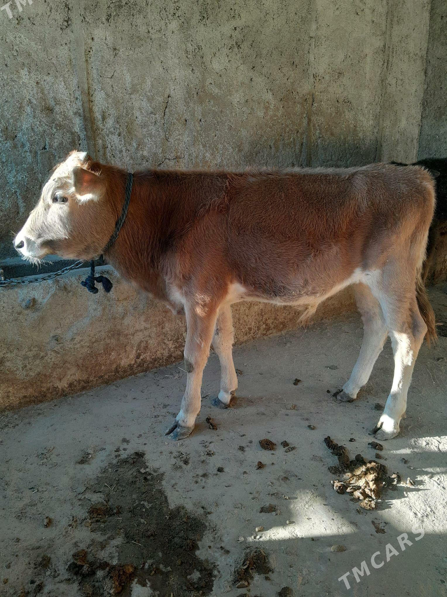 okuzce - Гызыларбат - img 1