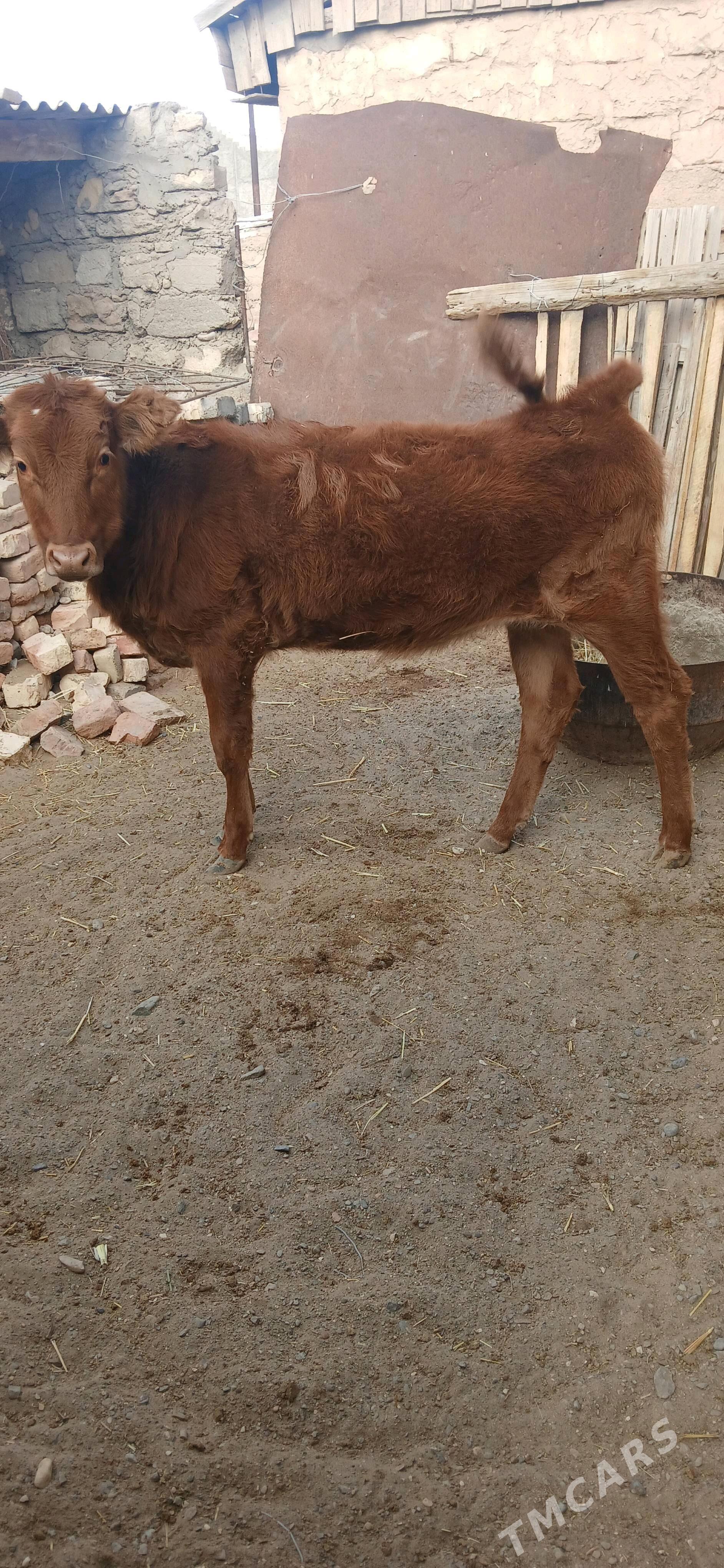 gacar - Гумдаг - img 1