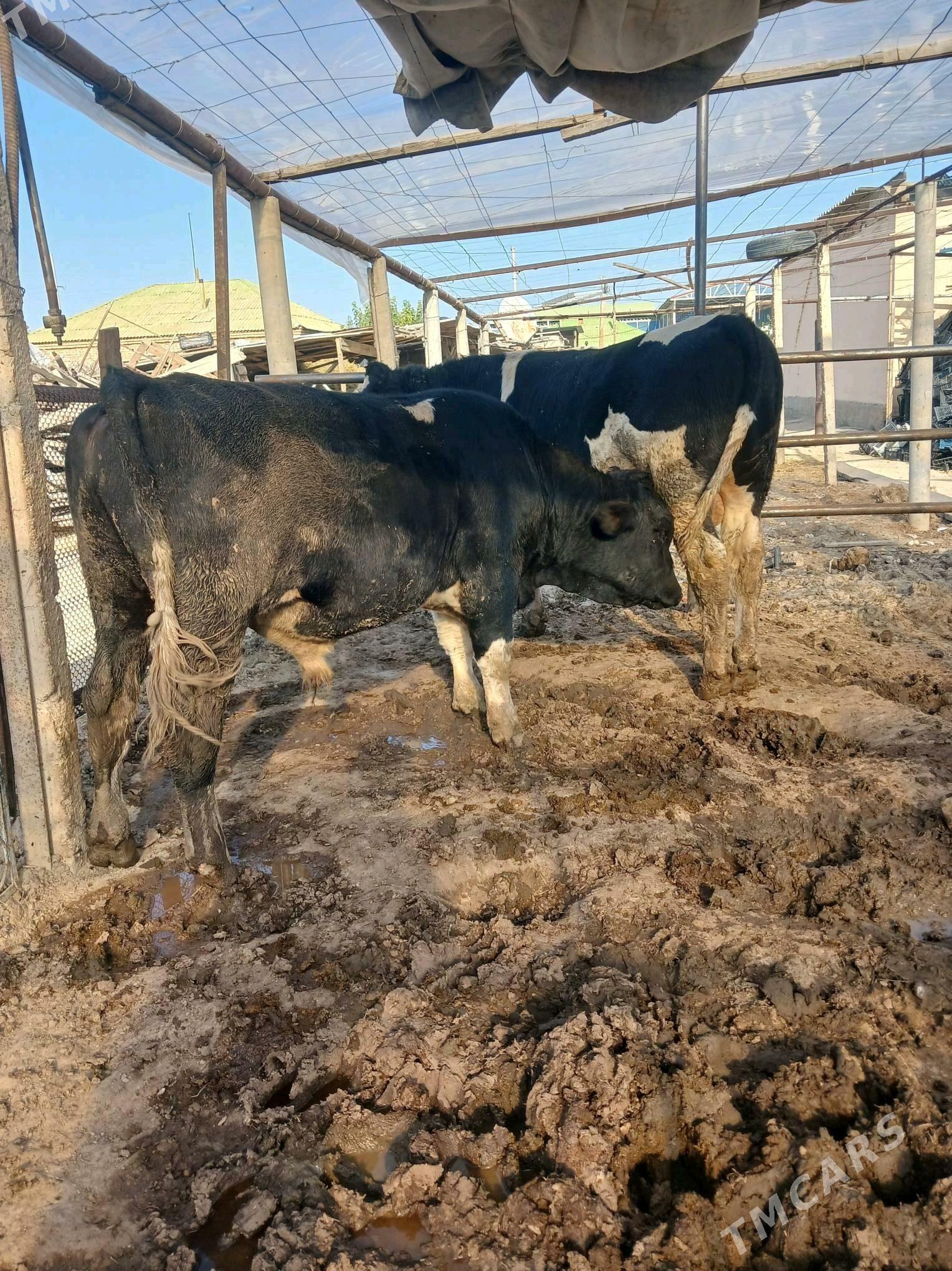 galisteyin okuz - Aşgabat - img 4