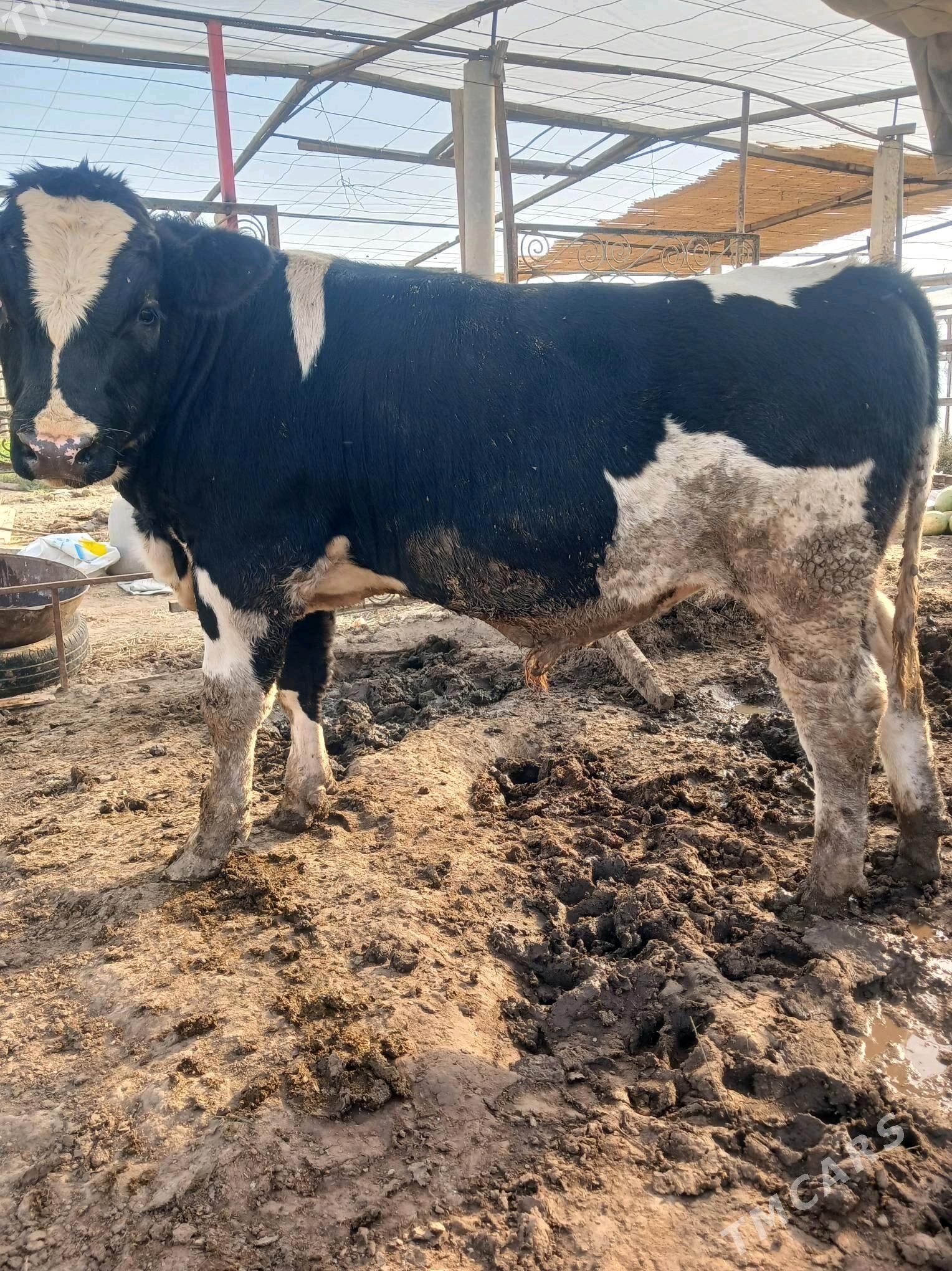 galisteyin okuz - Aşgabat - img 3