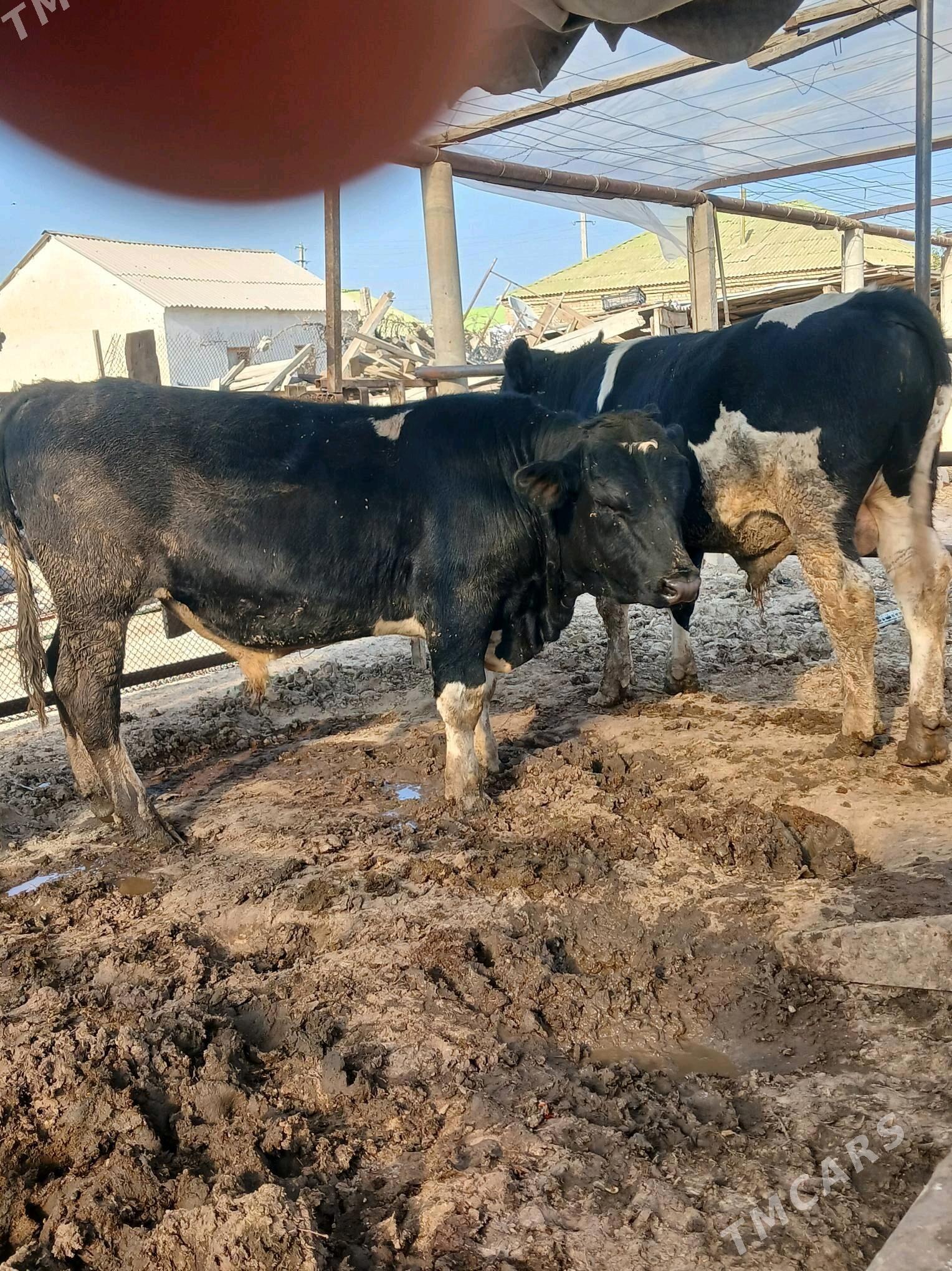 galisteyin okuz - Aşgabat - img 5