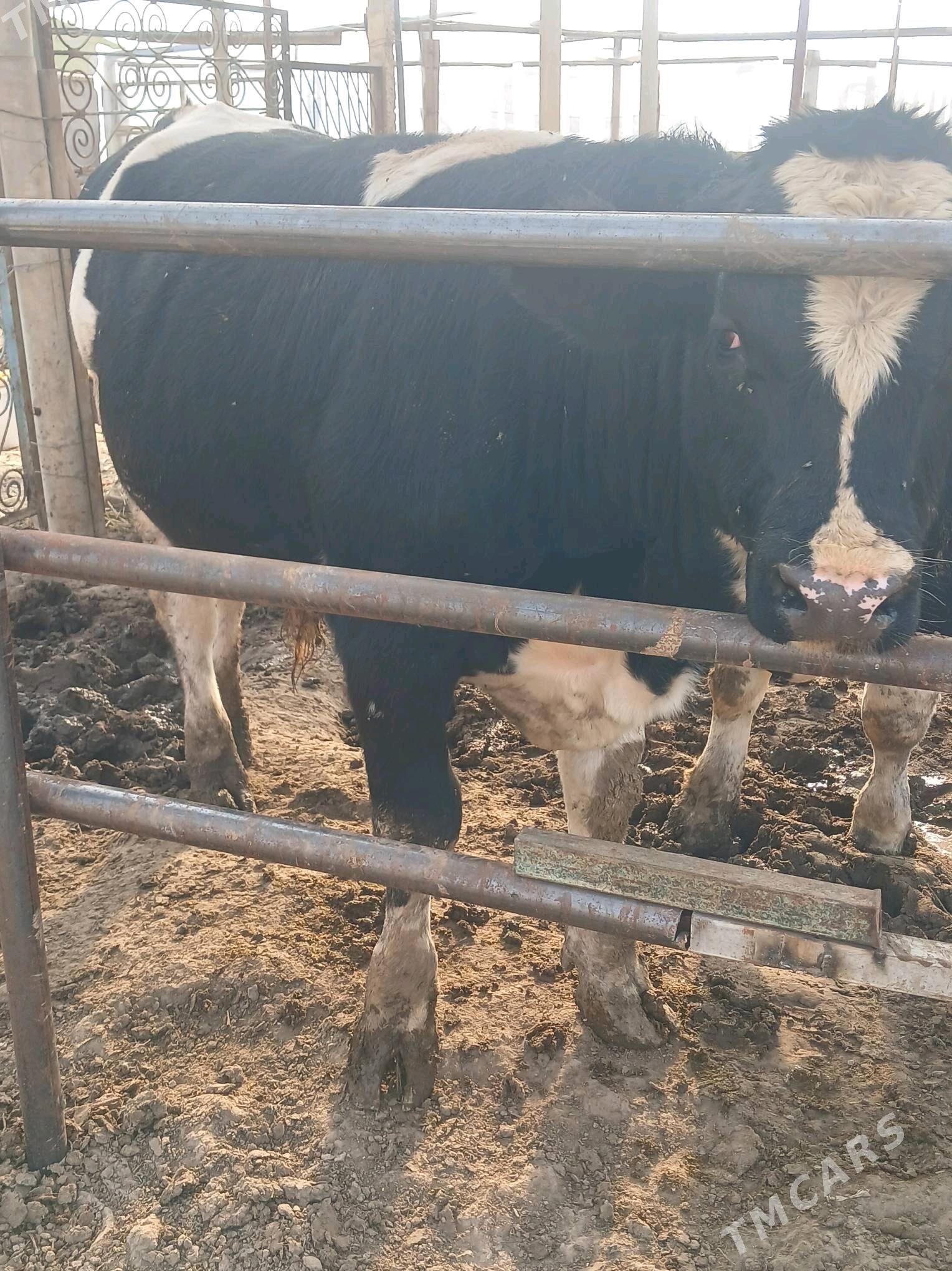 galisteyin okuz - Aşgabat - img 1