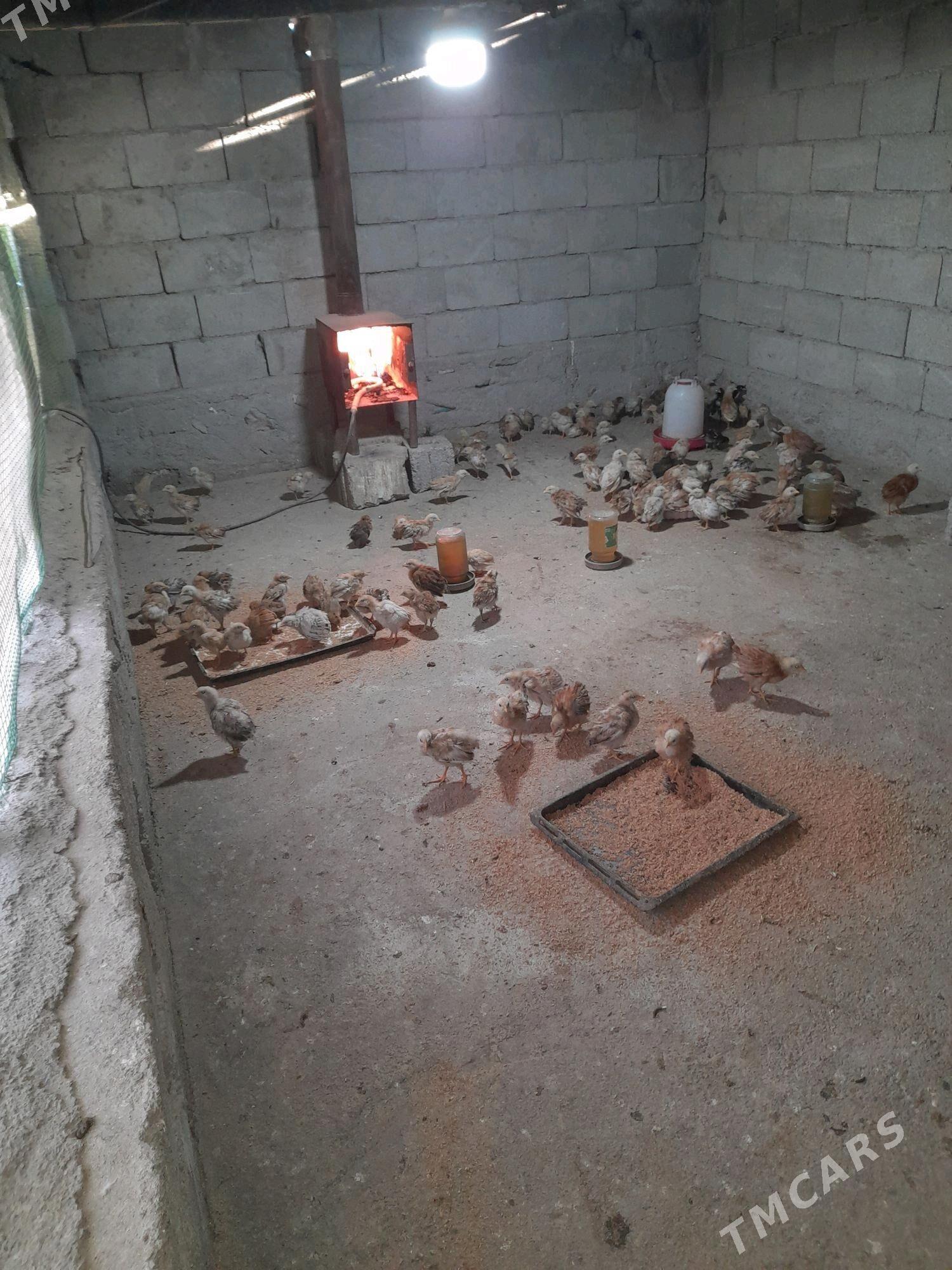 Juje - Гёкдже - img 2