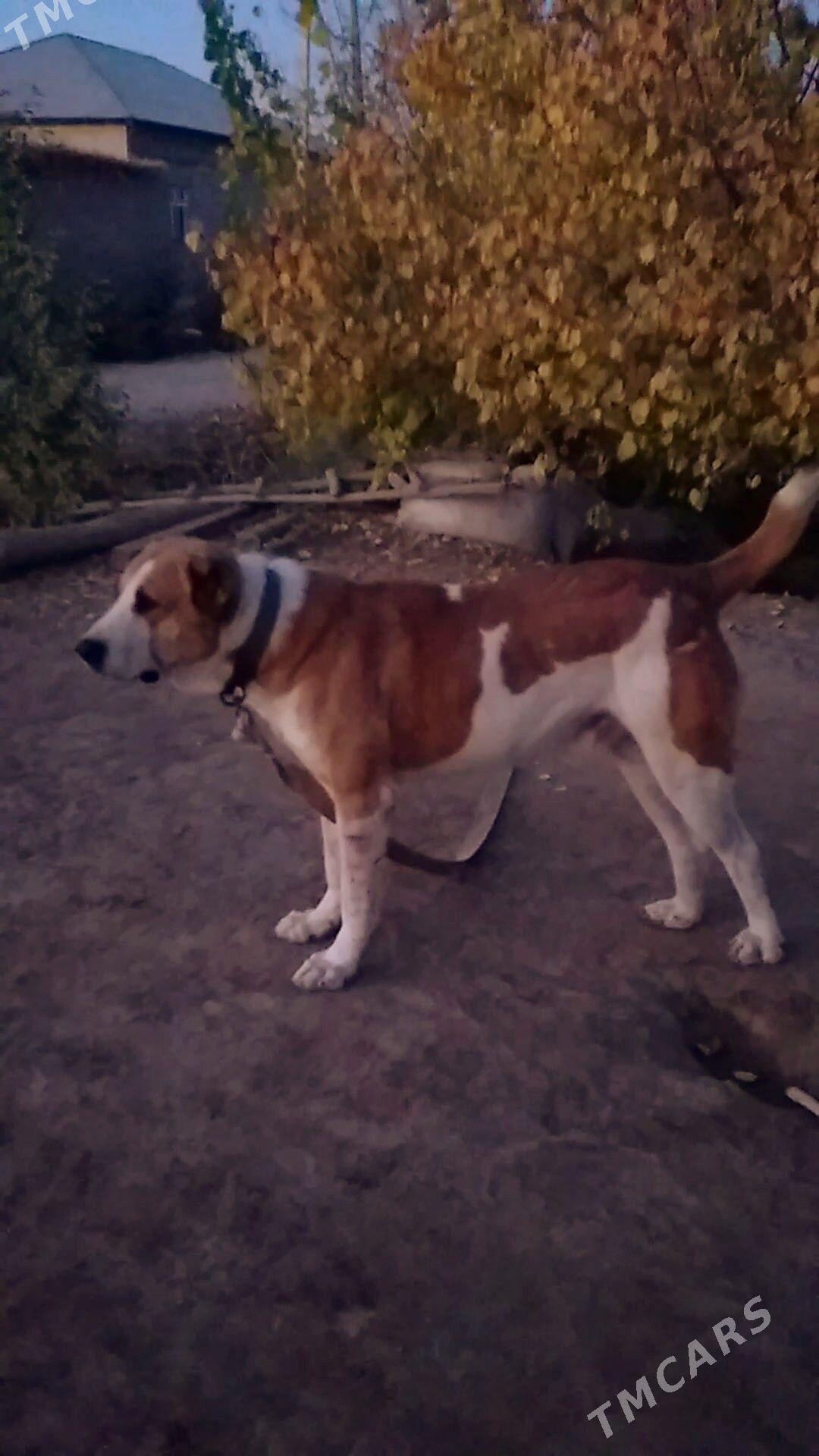 BARONCHIK PALWAN - Дашогуз - img 6