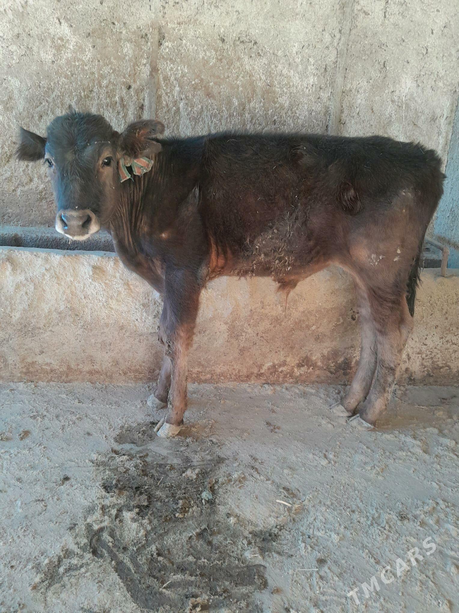 okuzce - Гызыларбат - img 4