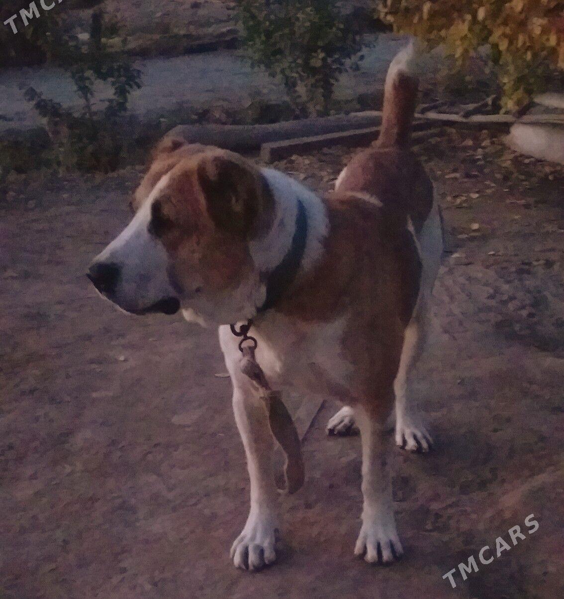 BARONCHIK PALWAN - Дашогуз - img 5