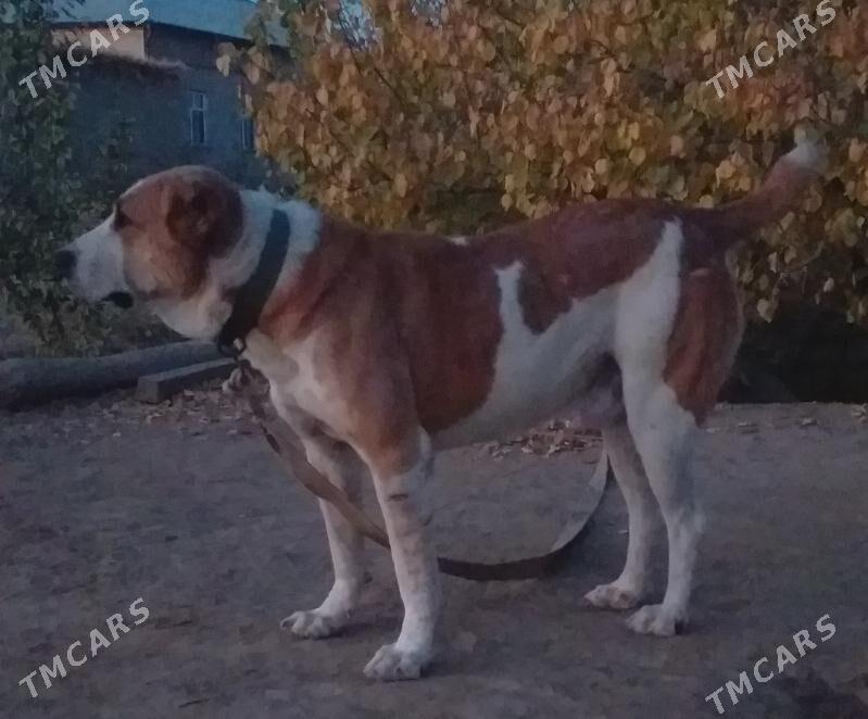 BARONCHIK PALWAN - Дашогуз - img 2