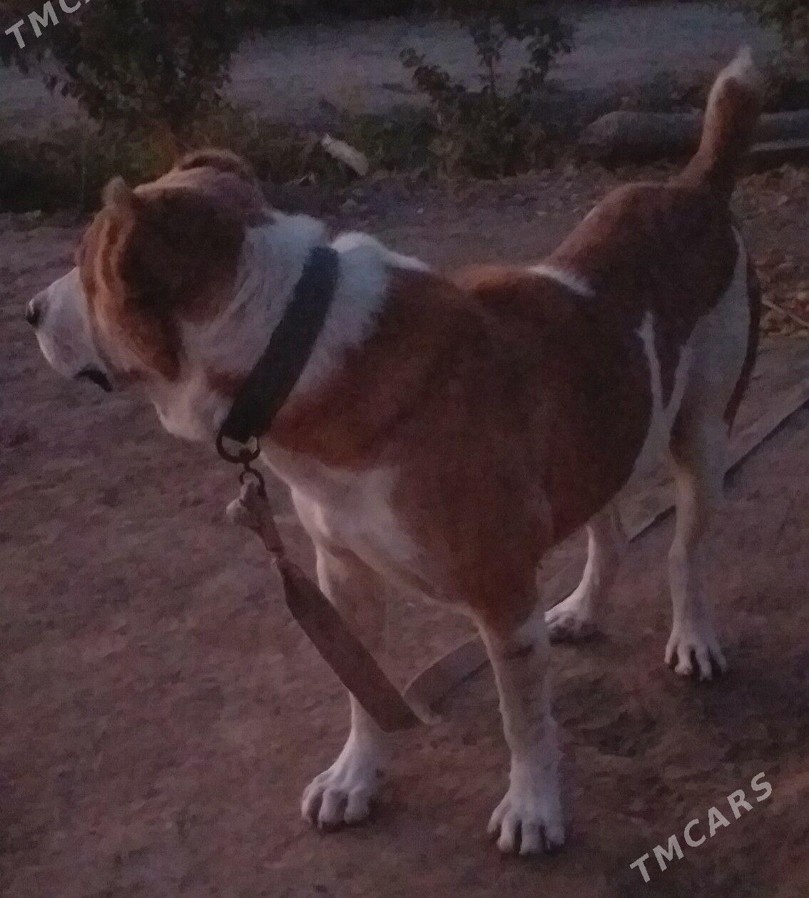 BARONCHIK PALWAN - Дашогуз - img 4