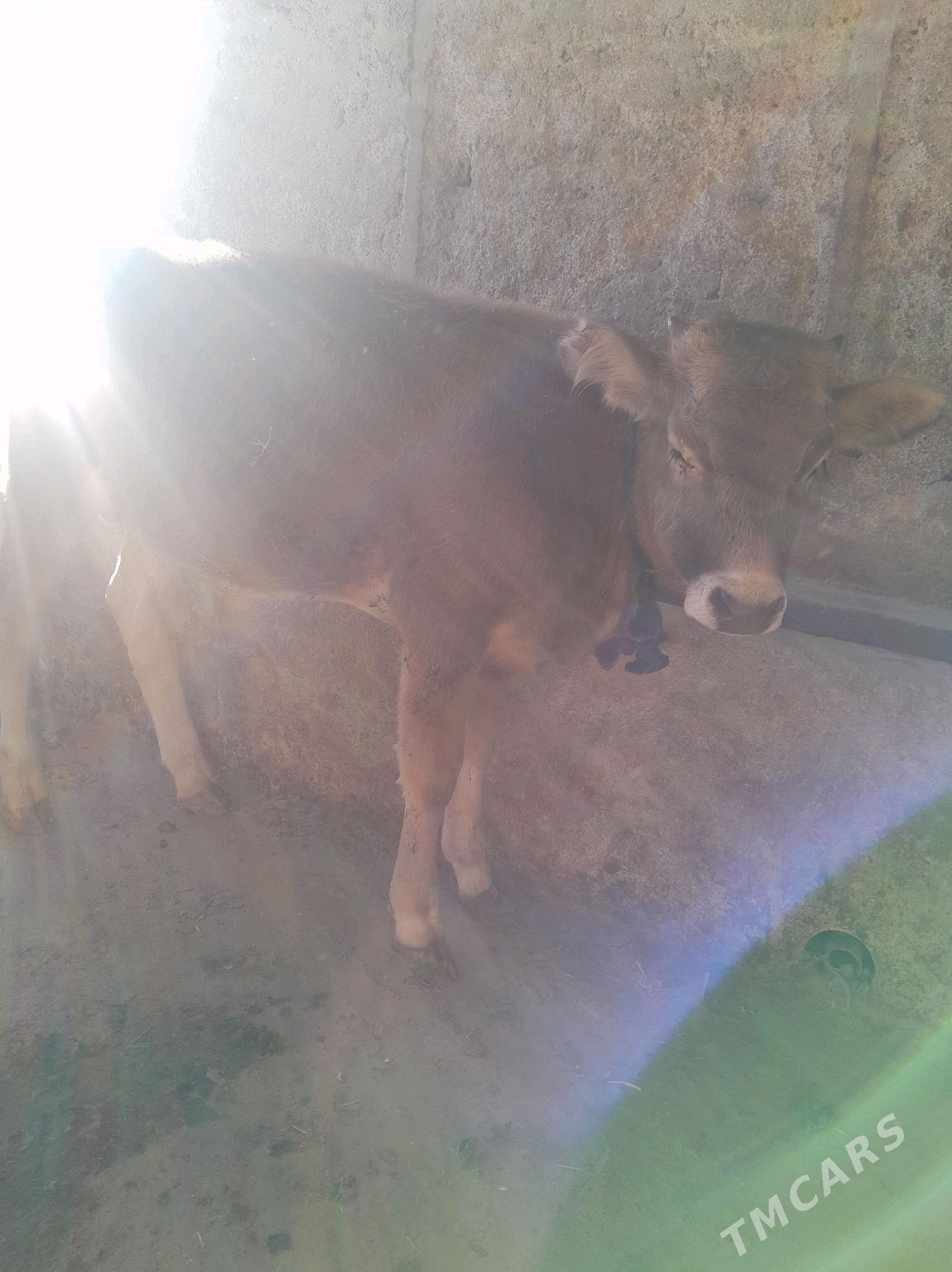 okuzce - Гызыларбат - img 3