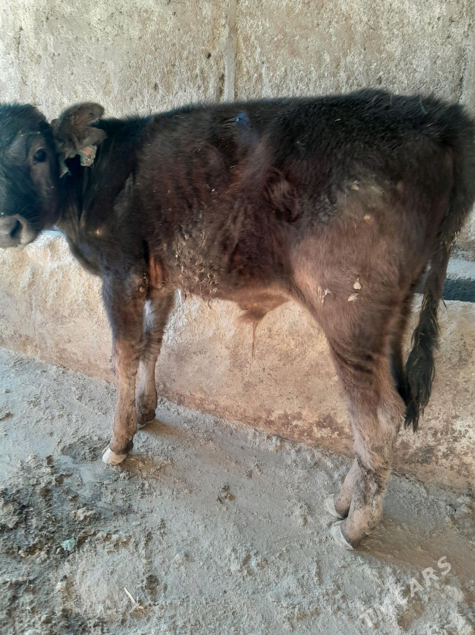 okuzce - Гызыларбат - img 2