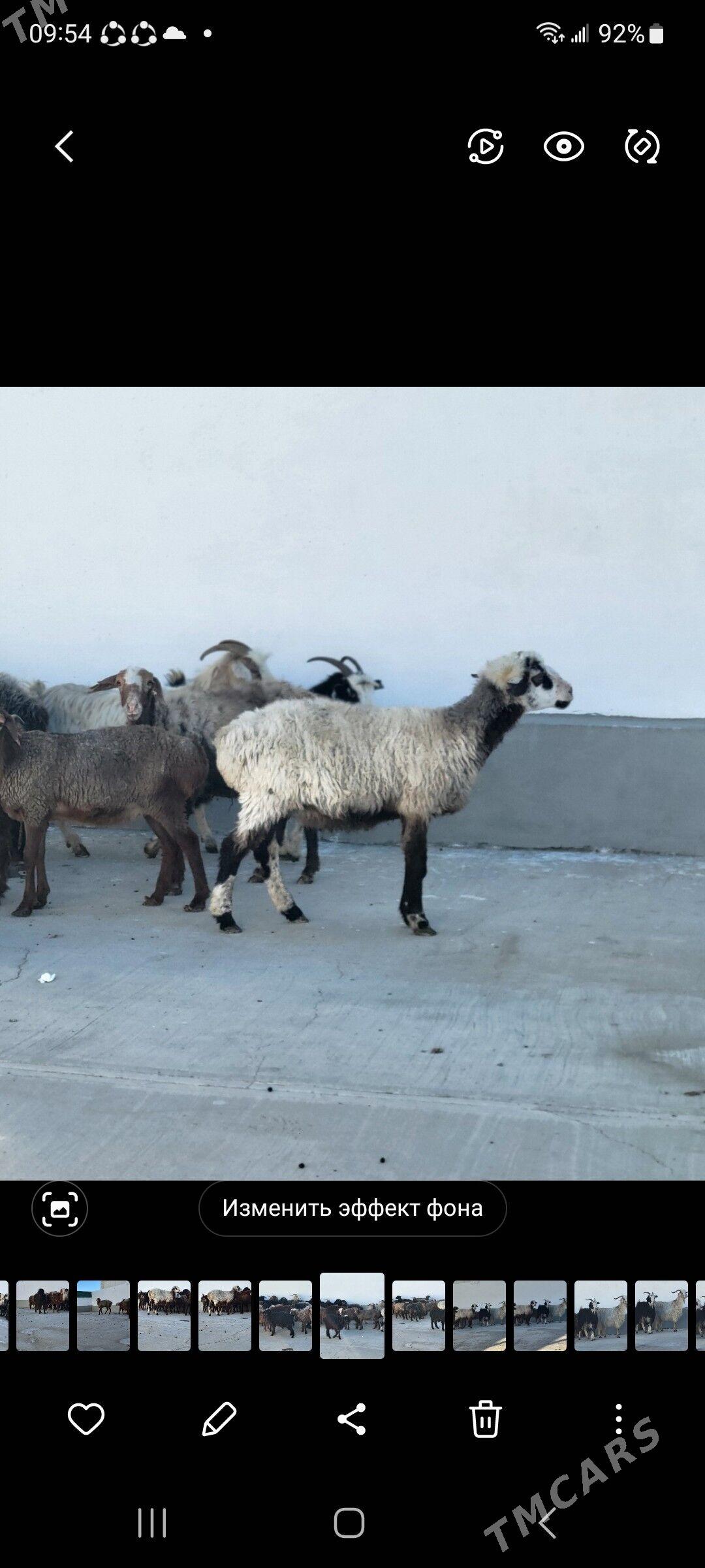 goyun gisar - Ak bugdaý etraby - img 3