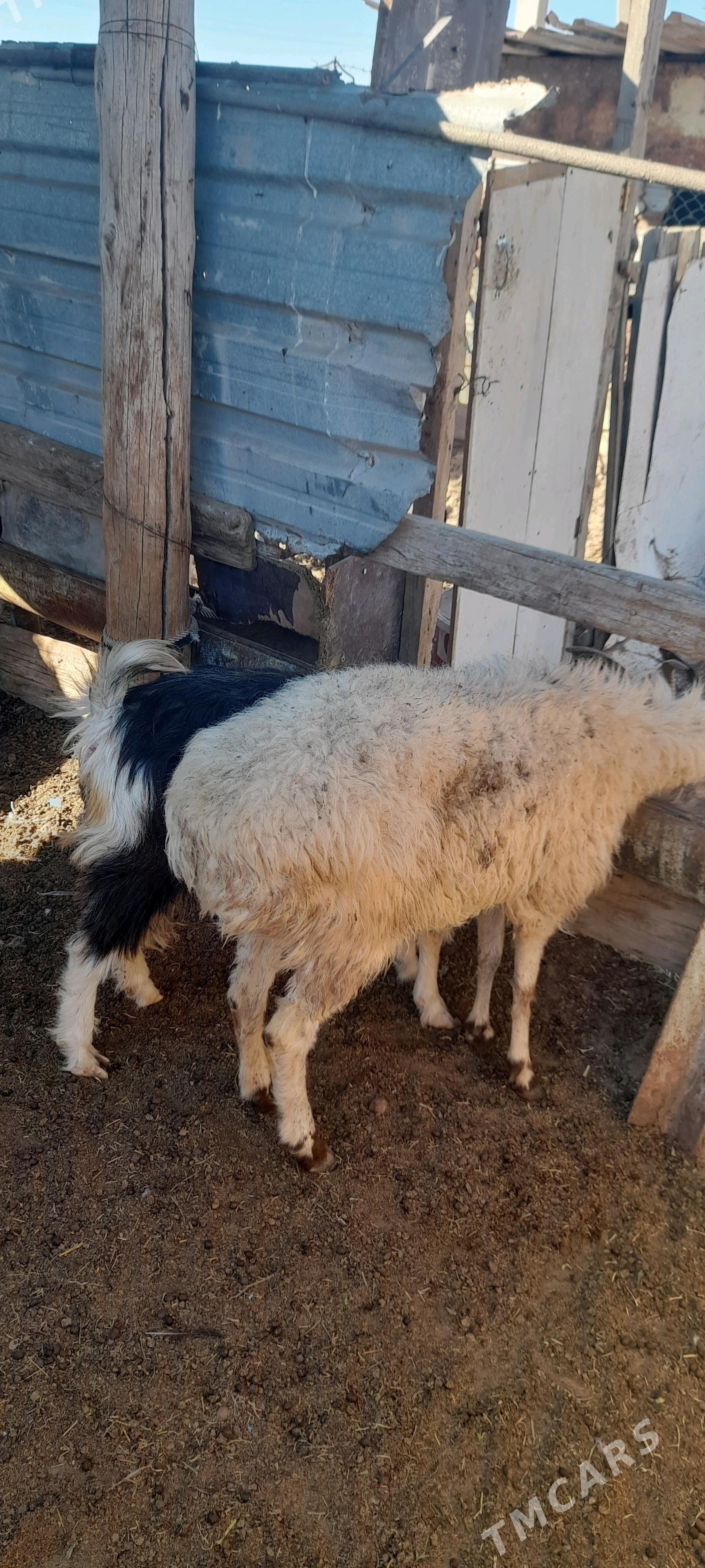 goyun geci - Джебел - img 2