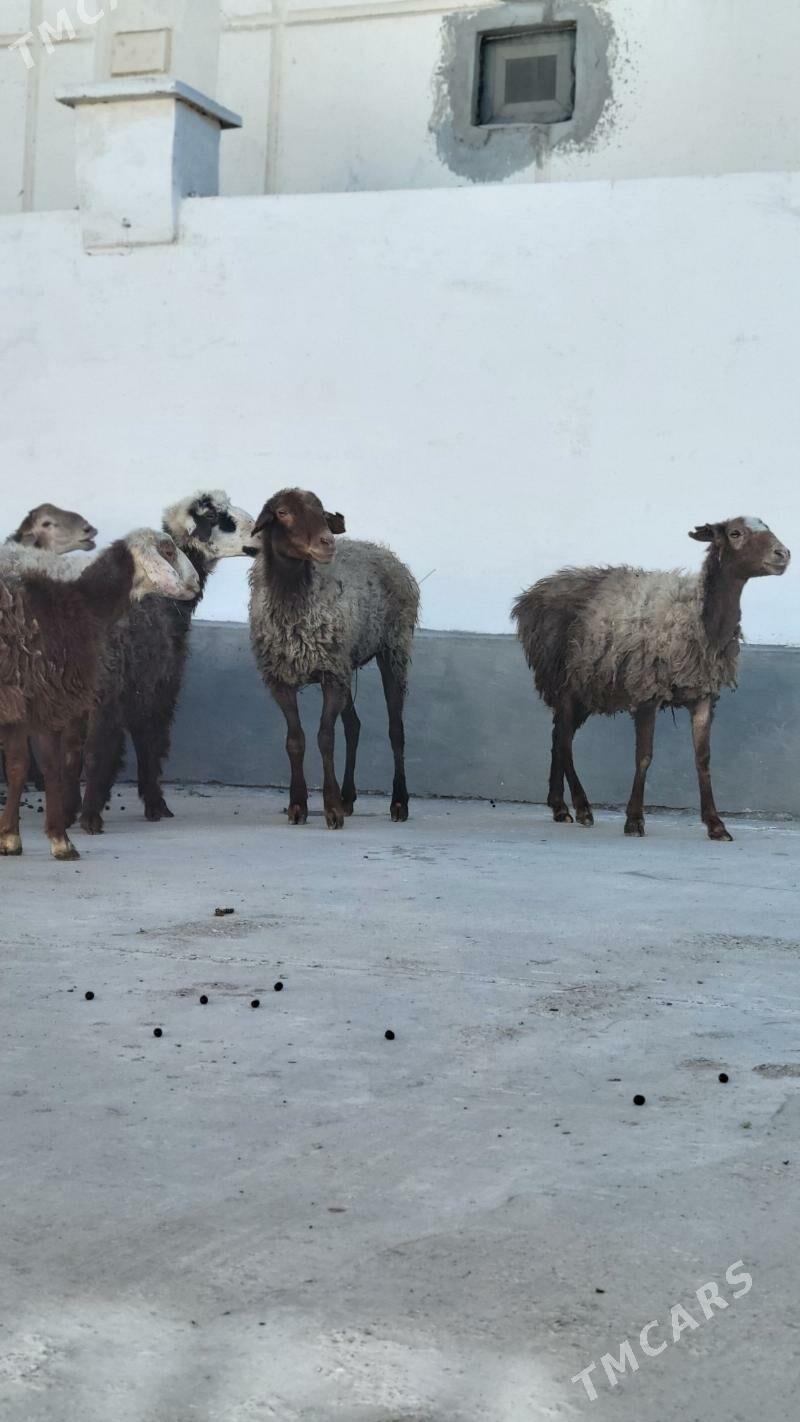 goyun gisar - Ak bugdaý etraby - img 2