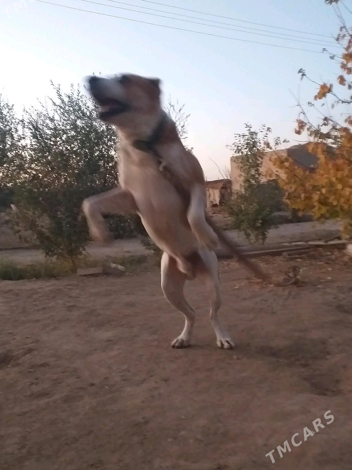 BARONCHIK PALWAN - Дашогуз - img 3