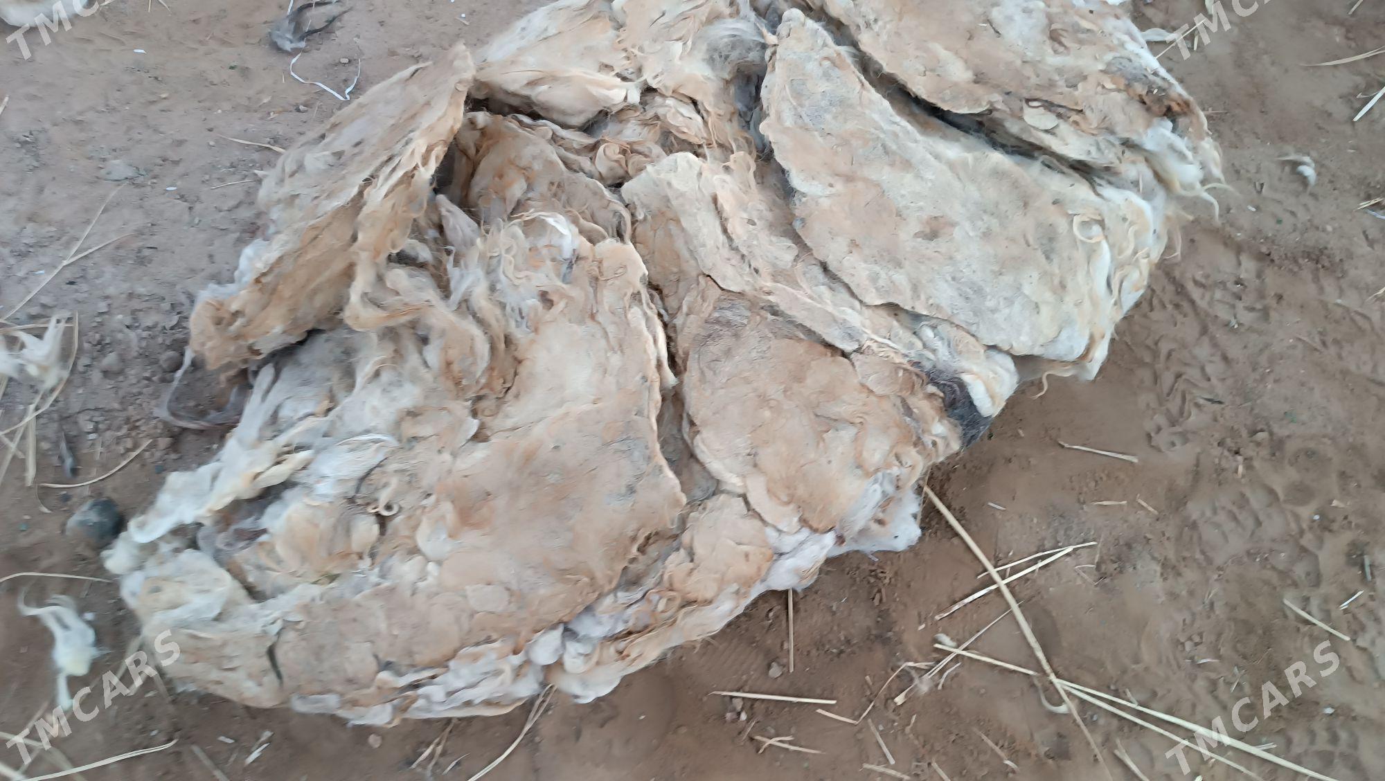 yun (yün) tuydyan - Мары - img 3