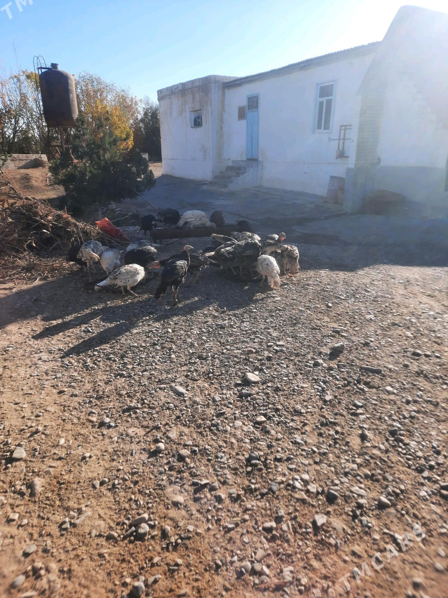 induk - Ёлётен - img 2