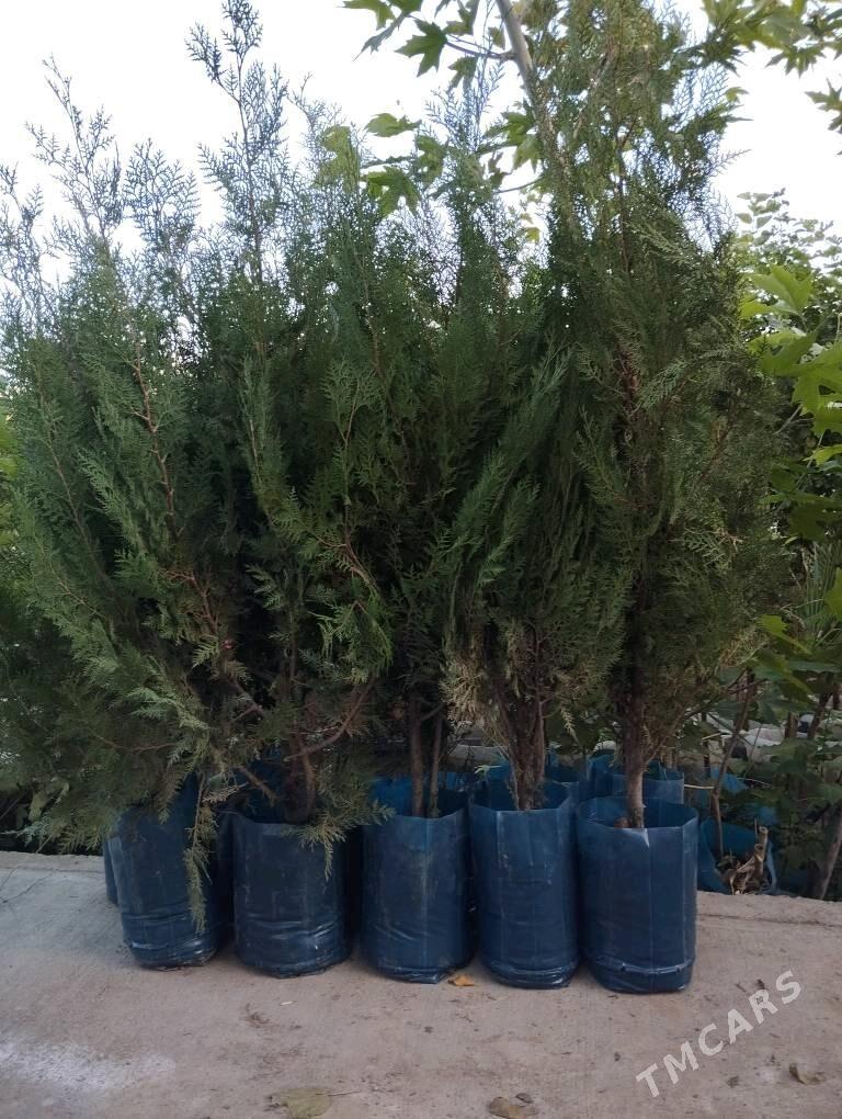 tuya - Aşgabat - img 1