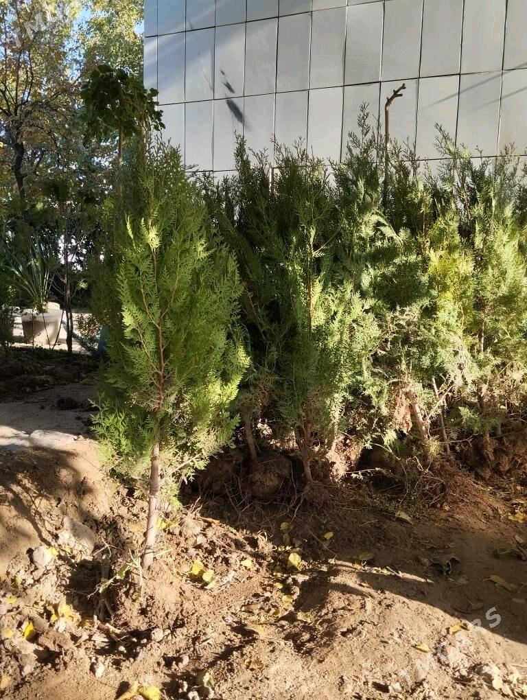 tuya - Aşgabat - img 2