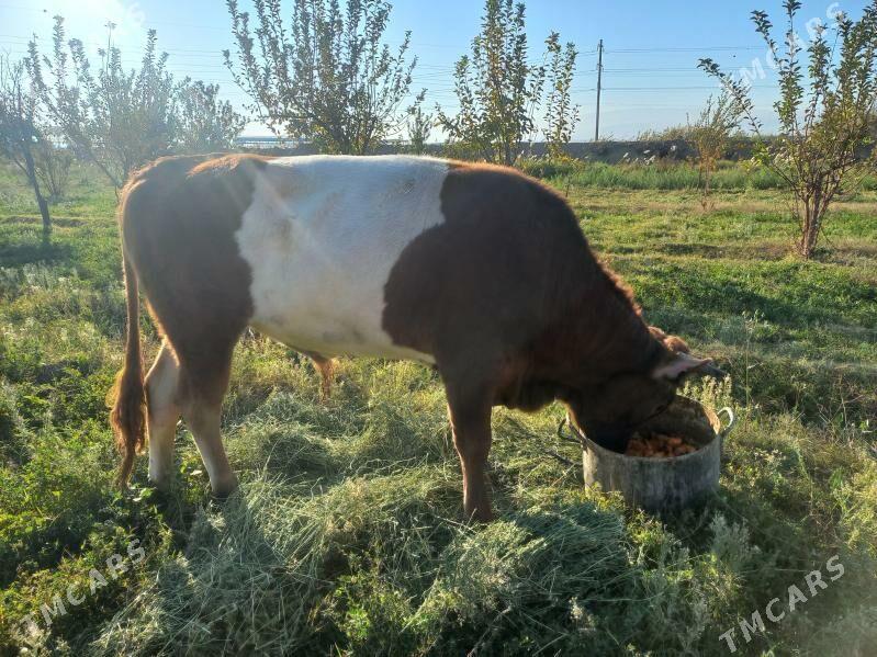 öküz - Aşgabat - img 3