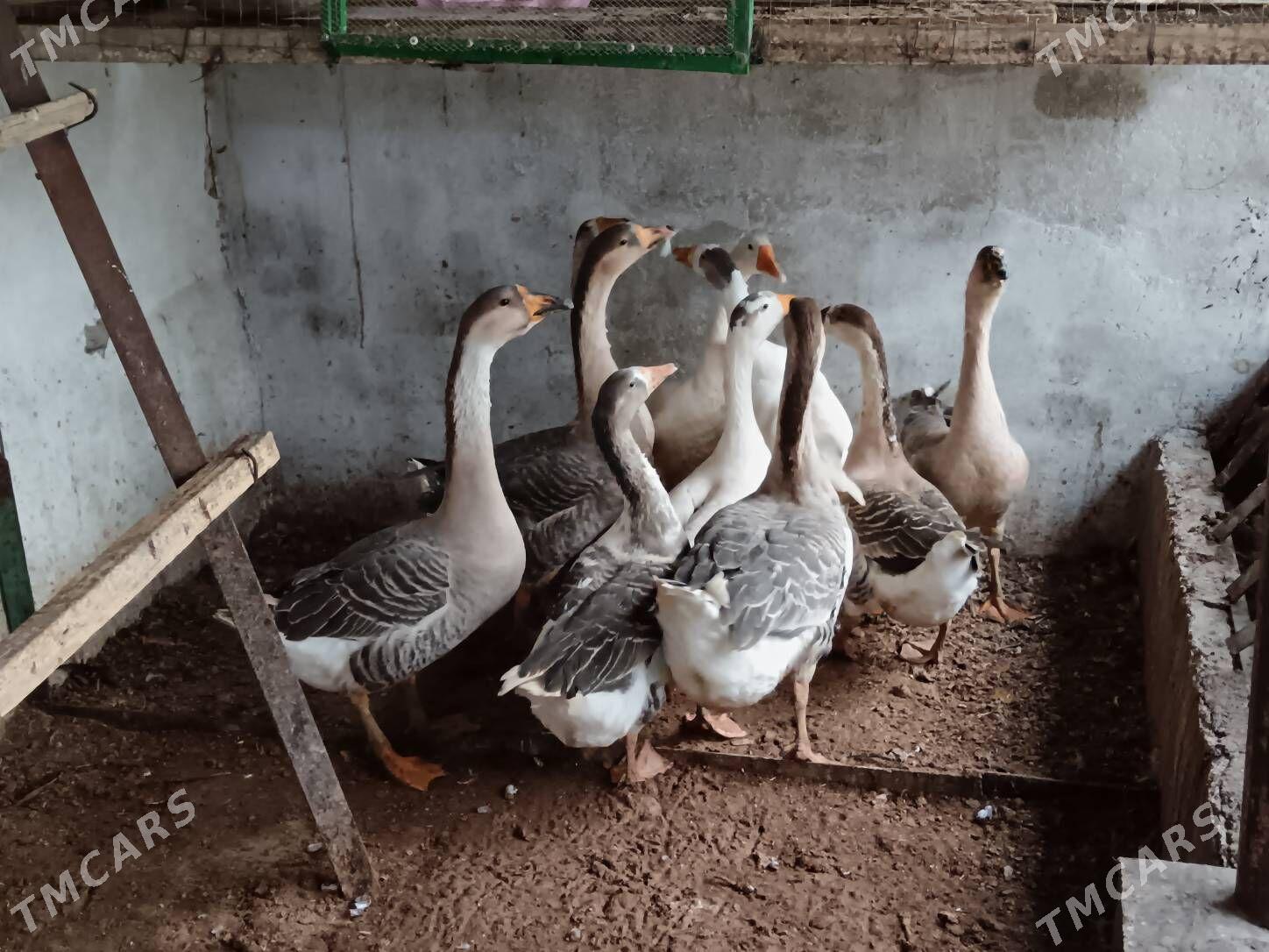 Gus Marti arassa 8ay bolan - Багир - img 3