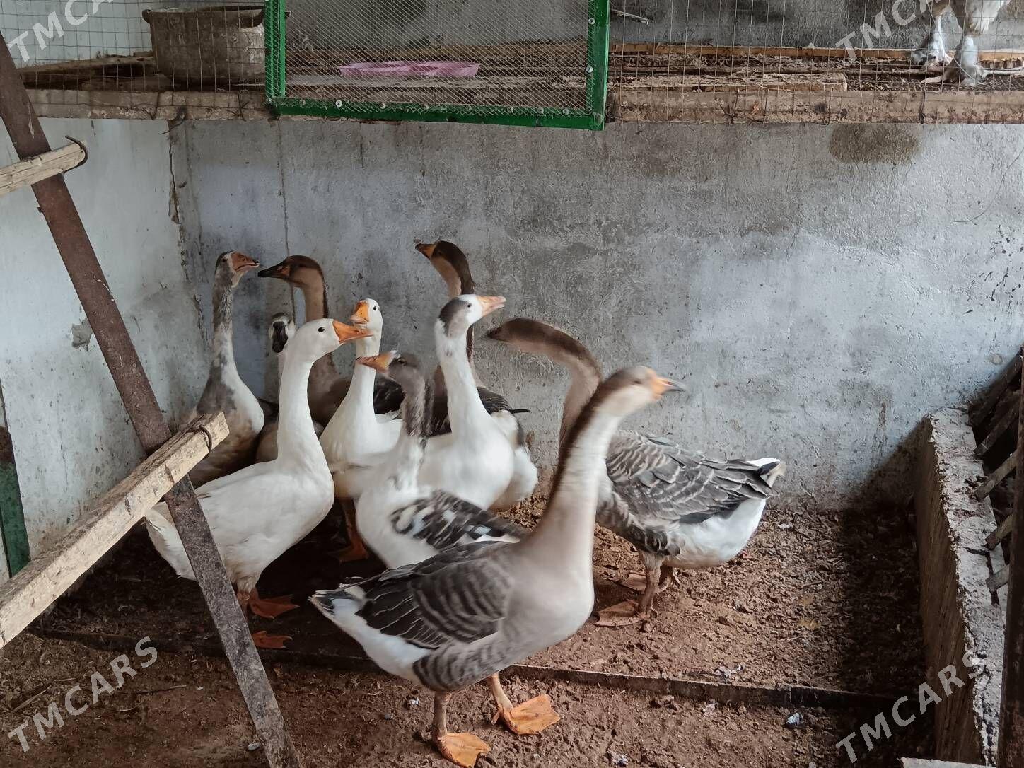 Gus Marti arassa 8ay bolan - Багир - img 4