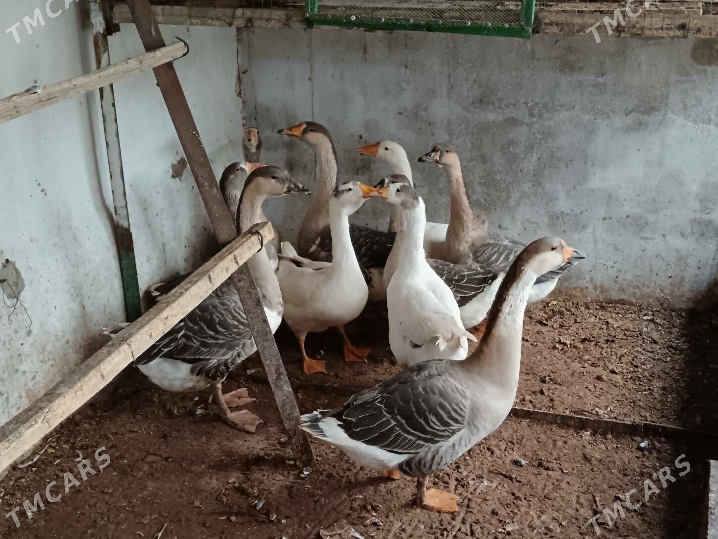 Gus Marti arassa 8ay bolan - Багир - img 8