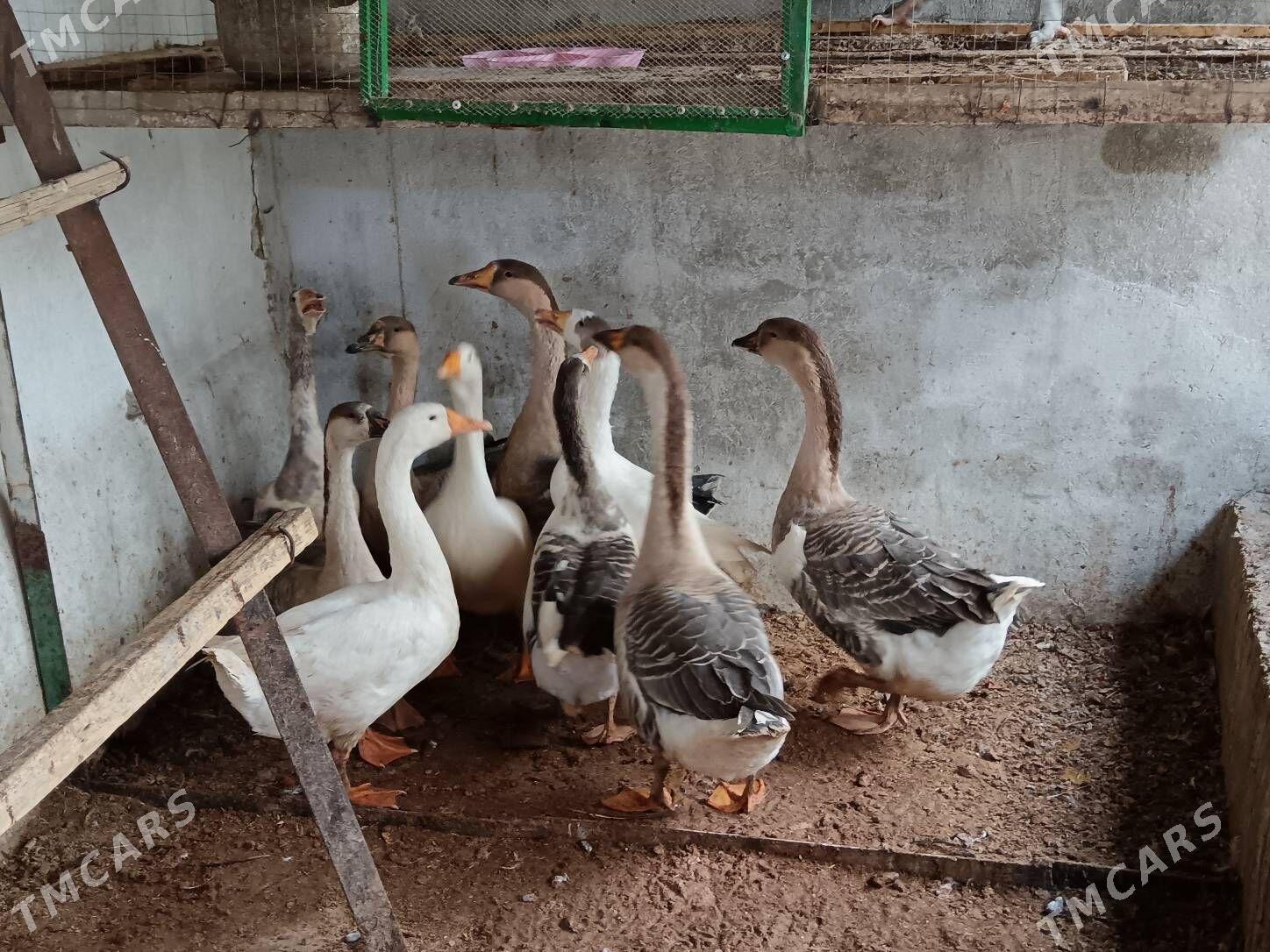 Gus Marti arassa 8ay bolan - Багир - img 5