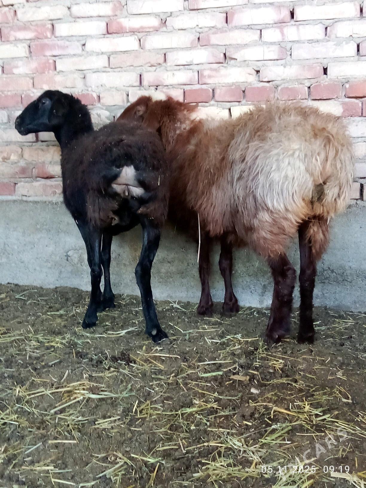 Gissar Goýunlar Gurat 2 sanak - Гёкдепе - img 1