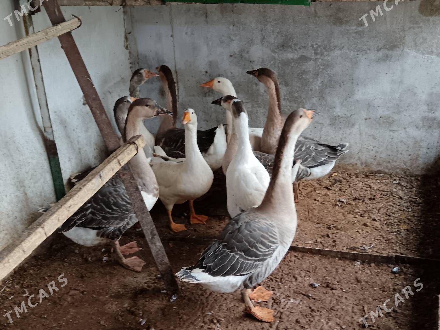 Gus Marti arassa 8ay bolan - Багир - img 7