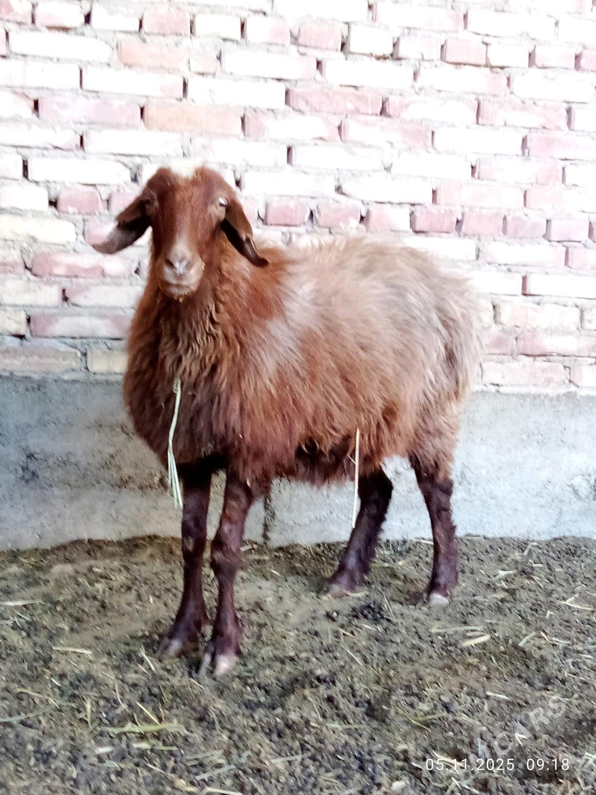 Gissar Goýunlar Gurat 2 sanak - Гёкдепе - img 3