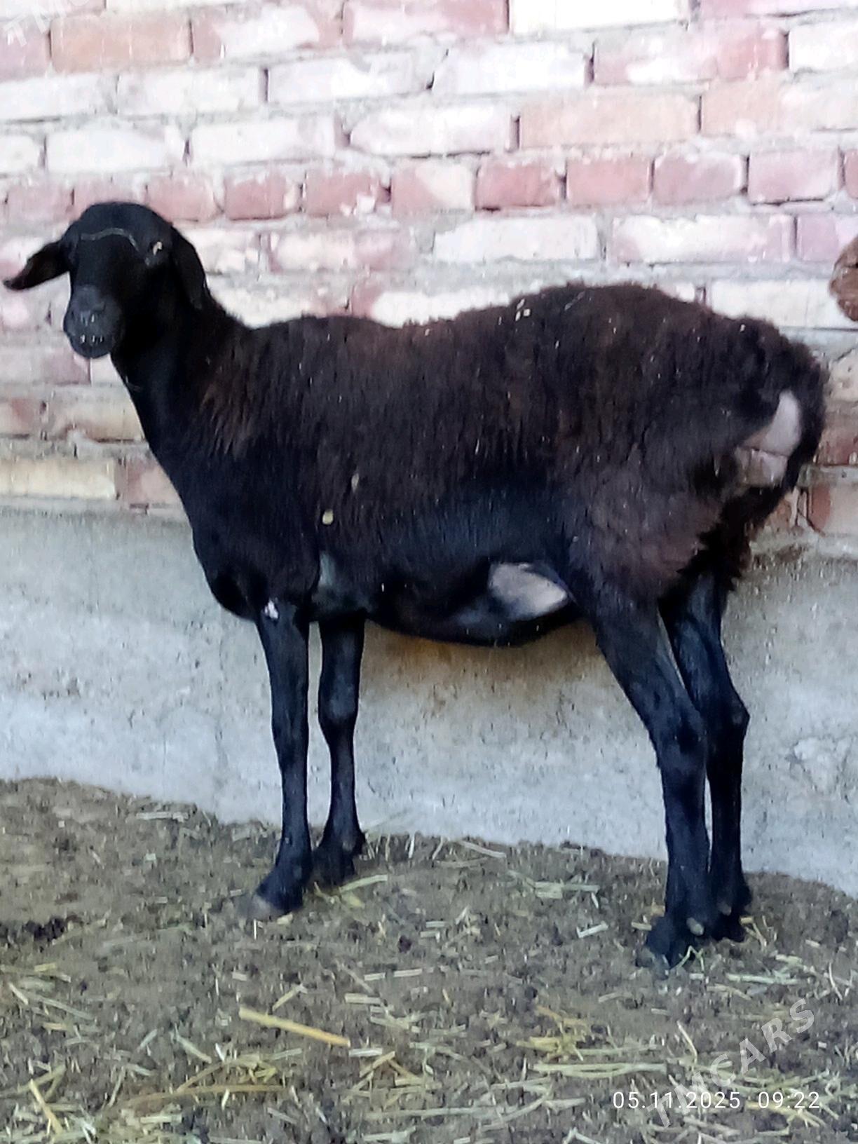 Gissar Goýunlar Gurat 2 sanak - Гёкдепе - img 2