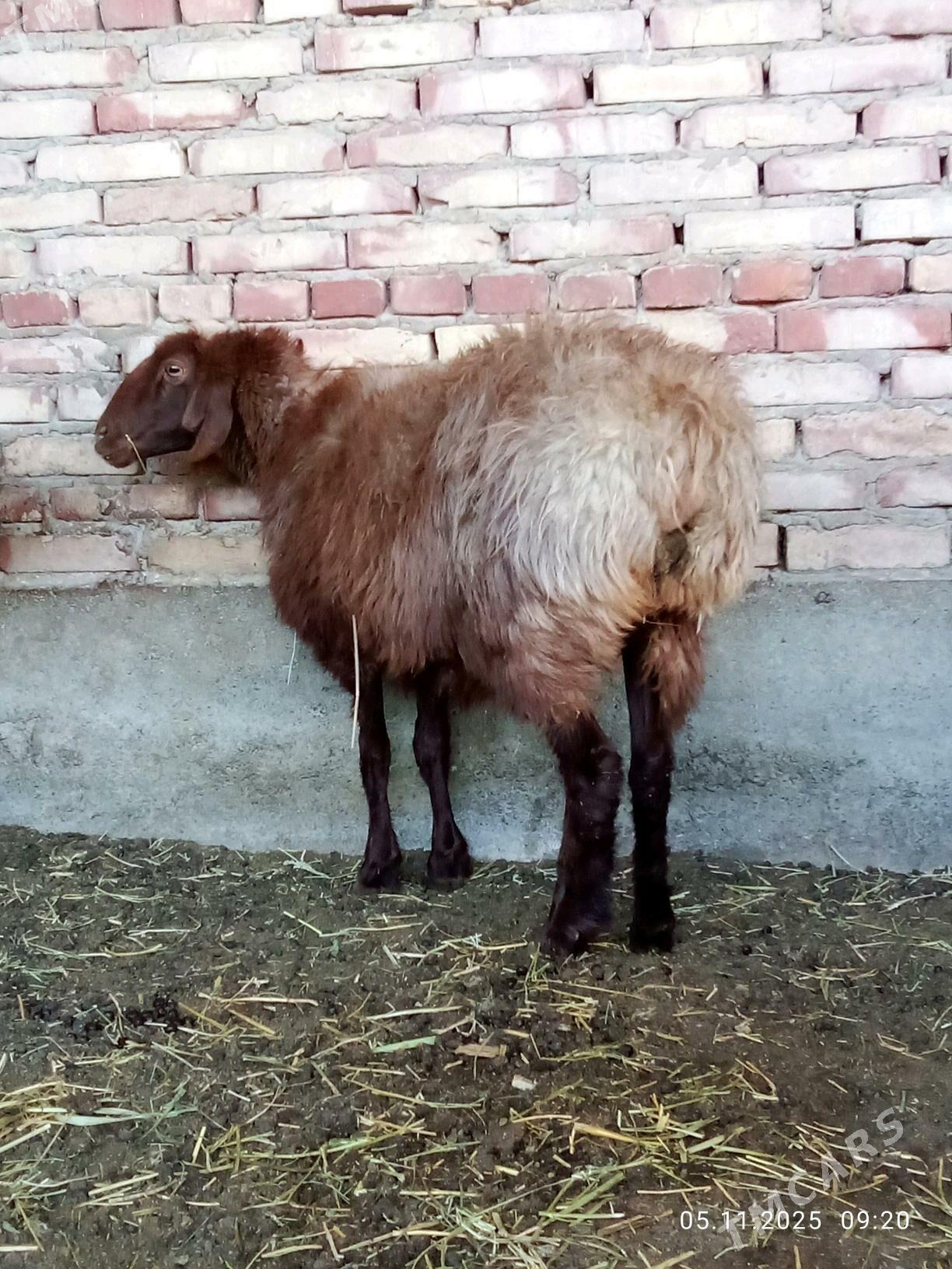 Gissar Goýunlar Gurat 2 sanak - Гёкдепе - img 6