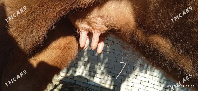 goleli sygyr - Gurbansoltan Eje - img 1