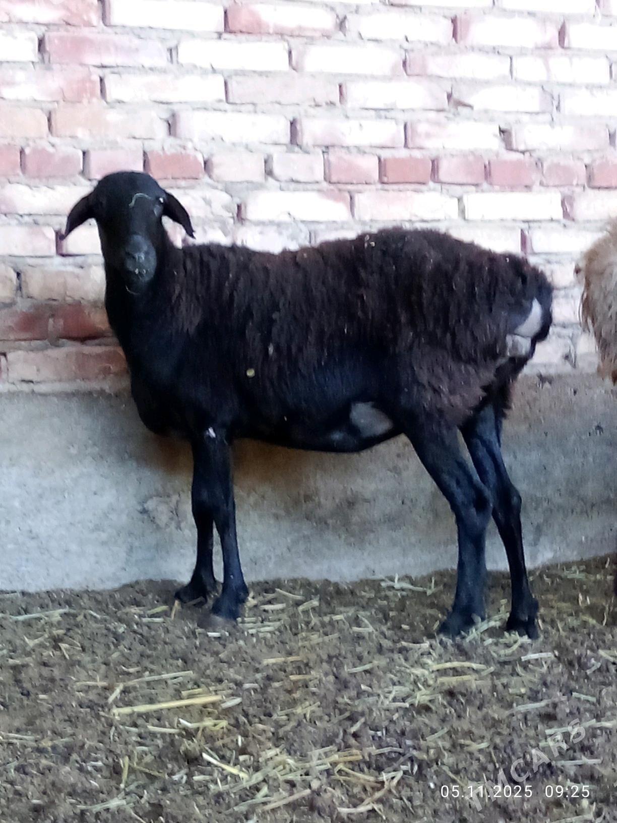 Gissar Goýunlar Gurat 2 sanak - Гёкдепе - img 5