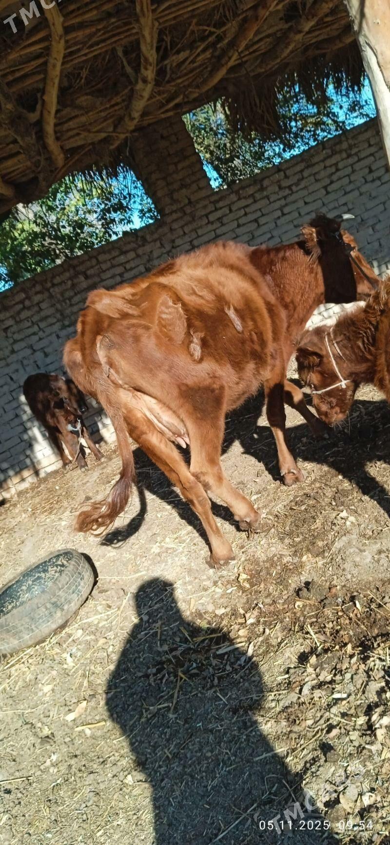 goleli sygyr - Gurbansoltan Eje - img 2