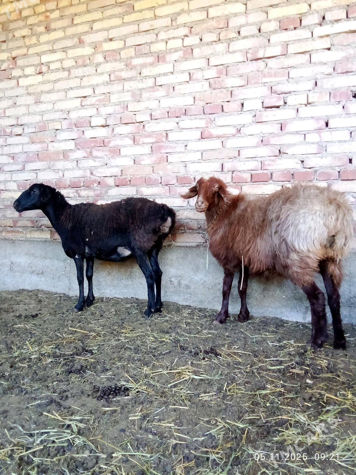 Gissar Goýunlar Gurat 2 sanak - Гёкдепе - img 4