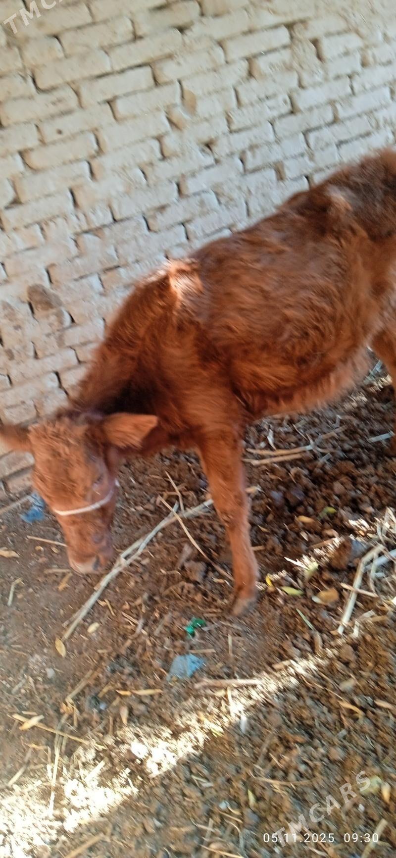 goleli sygyr - Gurbansoltan Eje - img 3