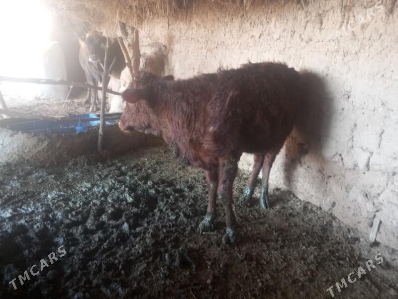 tuwe - Бабадайхан - img 1