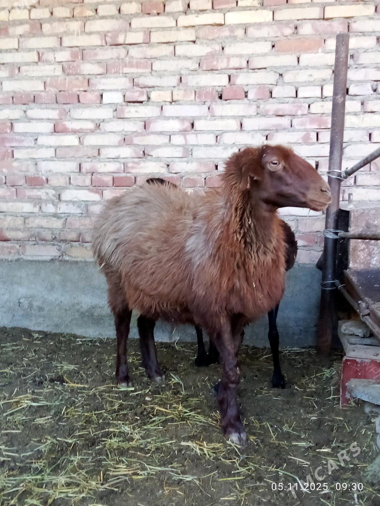 Gissar Goýunlar Gurat 2 sanak - Гёкдепе - img 9